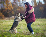 Собаки в Москве: Ищет дом замечательная собака Малышка Девочка, 10 руб. - фото 3