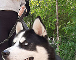 Собаки в Саратове: Продаю кобелька породы сибирской хаски Мальчик, 4 000 руб. - фото 2