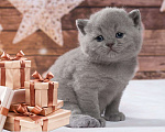 Кошки в Колпашево: Породистые котята к Новому году, 6 000 руб. - фото 7