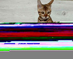 Кошки в Миассе: Бенгальский котенок Алёша Попович Мальчик, 35 000 руб. - фото 1