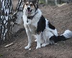 Собаки в Одинцово: Ласковая Ляля ищет дом Девочка, Бесплатно - фото 4