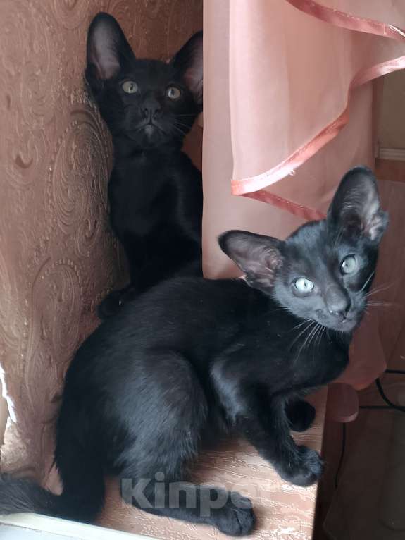 Кошки в Шахте: Продаю котят ориентальной породы  Девочка, 20 001 руб. - фото 8