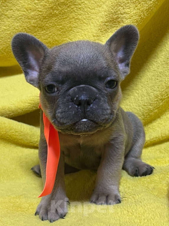 Собаки в Нижнем Новгороде: 6 щенков французского бульдога Мальчик, 30 000 руб. - фото 2