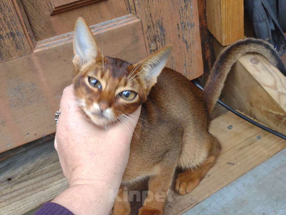 Кошки в Москве: В продаже великолепный парень дикого окраса,мама и папа мои,живут с нами Мальчик, 58 000 руб. - фото 2