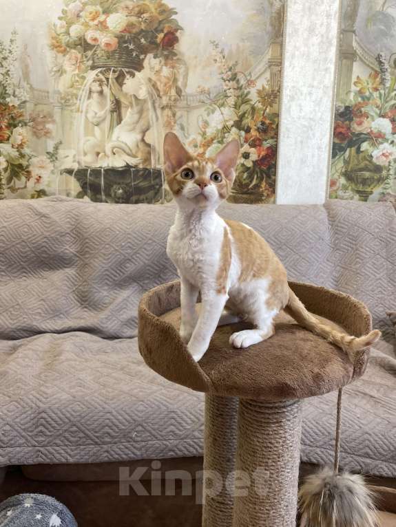 Кошки в Москве: Котенок девон-рекс Девочка, 55 000 руб. - фото 1