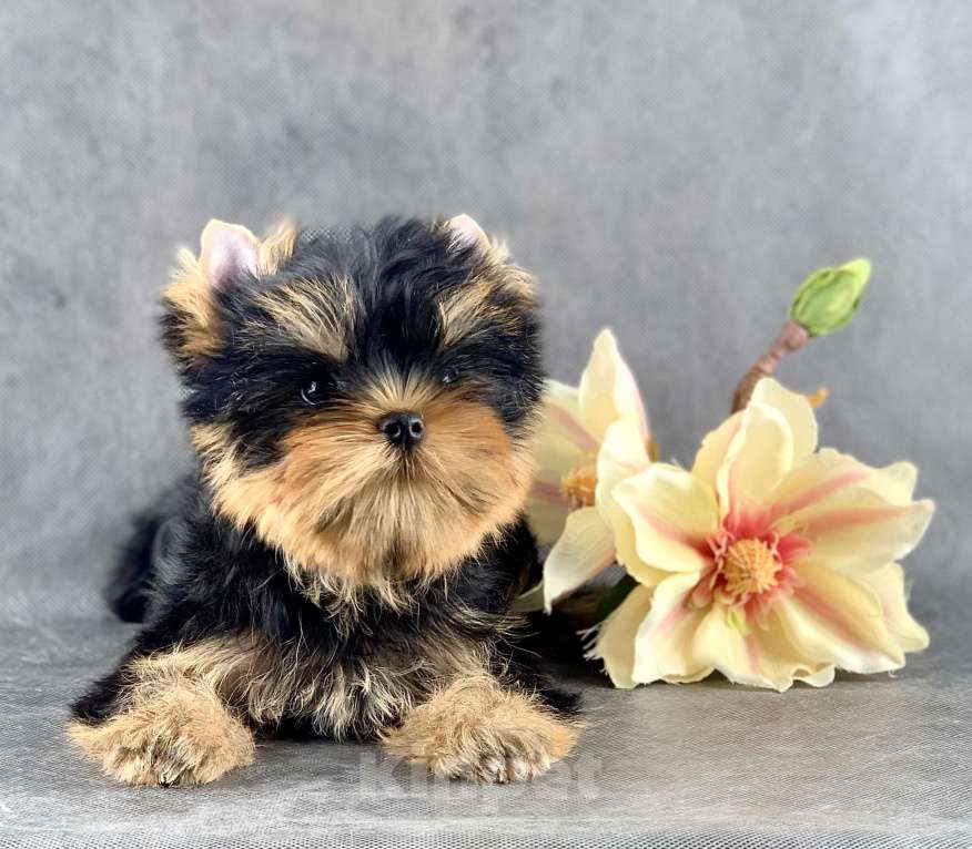 Собаки в Москве: Йоркширский терьер бебифэйс  Мальчик, 60 000 руб. - фото 2