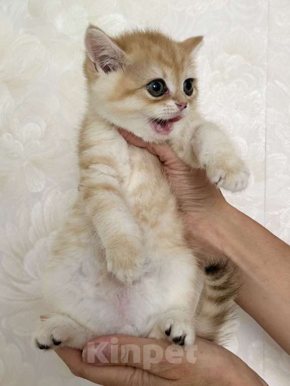 Кошки в Москве: Котик золотая шиншилла  Мальчик, 25 000 руб. - фото 3