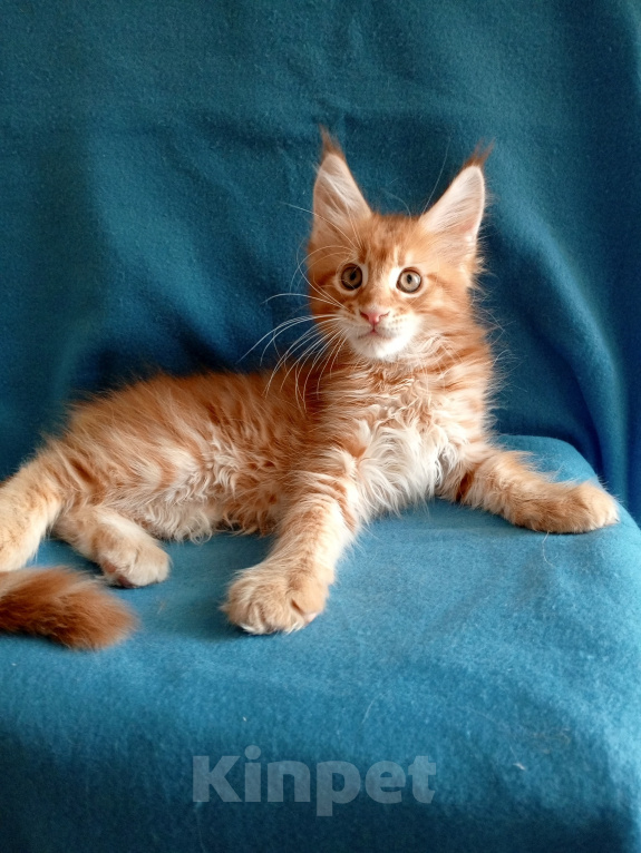 Кошки в Краснодаре: Котёнок мейн-кун Мальчик, 50 000 руб. - фото 6