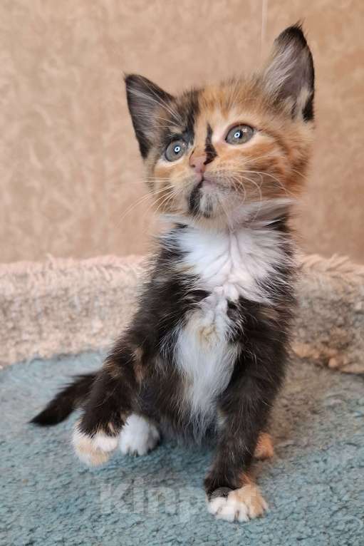 Кошки в Москве: Трехцветный котёнок в добрые руки  Девочка, Бесплатно - фото 4