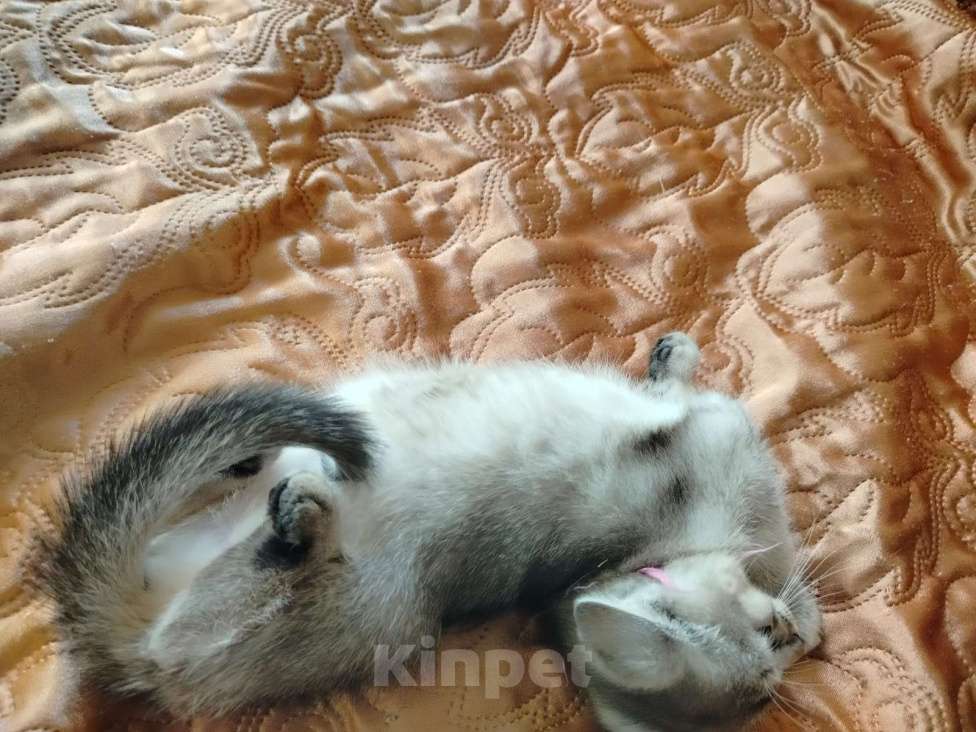 Кошки в Долгопрудном: Шотландские котята от золотой шиншилы  Девочка, 4 000 руб. - фото 3