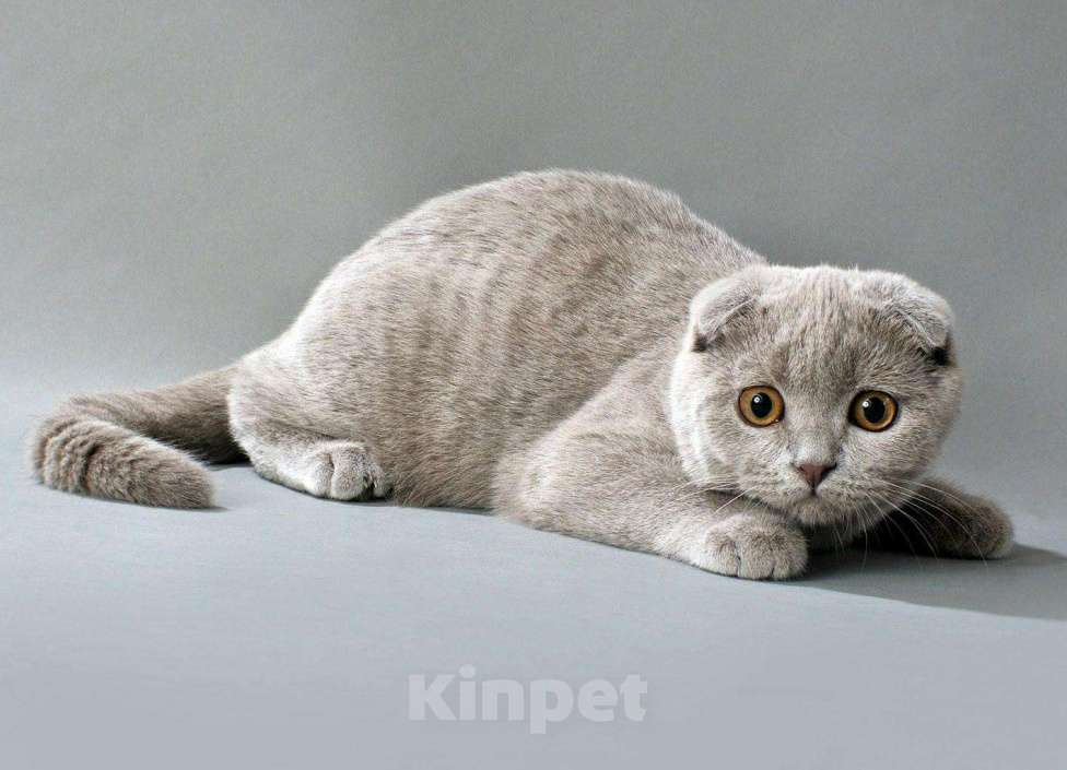 Кошки в Симферополе: Штоландские котята, 3 000 руб. - фото 1