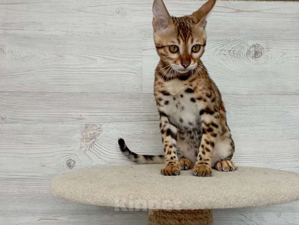 Кошки в Миассе: Бенгальский котенок Алёша Попович Мальчик, 35 000 руб. - фото 1