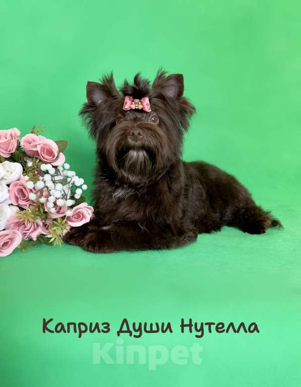 Собаки в Санкт-Петербурге: Девочка шоко йорка в любимцы Девочка, 35 000 руб. - фото 7