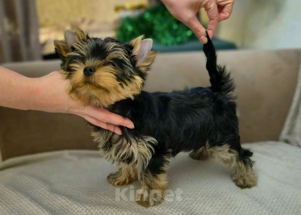 Собаки в Балашихе: Йоркширского терьера щенок Мальчик, Бесплатно - фото 4