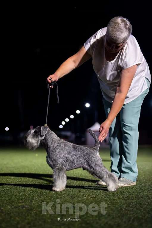 Собаки в других городах Московской области: Щенок цвергшнауцера Мальчик, 80 000 руб. - фото 2