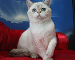 Кошки в Клине: Котик с синими глазами Мальчик, 25 000 руб. - фото 4