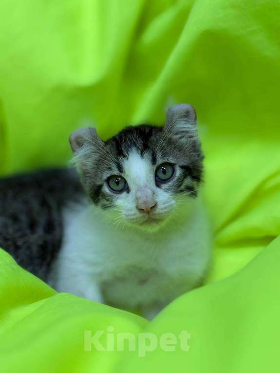 Кошки в Москве: Необыкновенный кот Мальчик, 20 000 руб. - фото 5