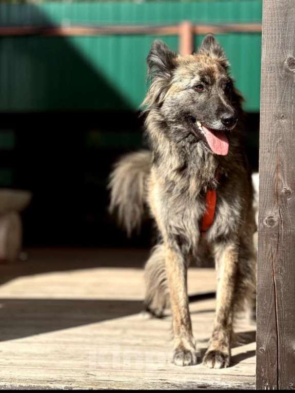 Собаки в Москве: Пушистая красавица собака Дюша в добрые руки Девочка, 1 руб. - фото 7