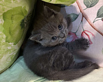 Кошки в Казани: Шотландский котенок (скоттиш-страйт) мальчик, окрас дымчатый мрамор. Мальчик, 10 000 руб. - фото 1
