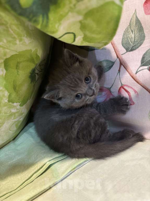 Кошки в Казани: Шотландский котенок (скоттиш-страйт) мальчик, окрас дымчатый мрамор. Мальчик, 10 000 руб. - фото 1