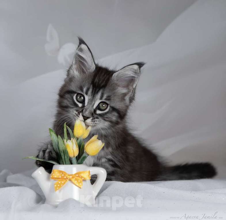 Кошки в Москве: Аврора - сама нежность Девочка, 130 000 руб. - фото 1