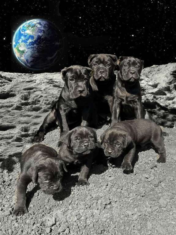 Собаки в Москве: Крупные щенки Кане-Корсо Мальчик, 120 000 руб. - фото 3