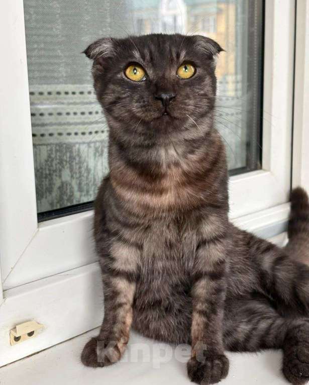 Кошки в Москве: Котенку грозит улица, потому что это девочка, а не мальчик Девочка, Бесплатно - фото 2