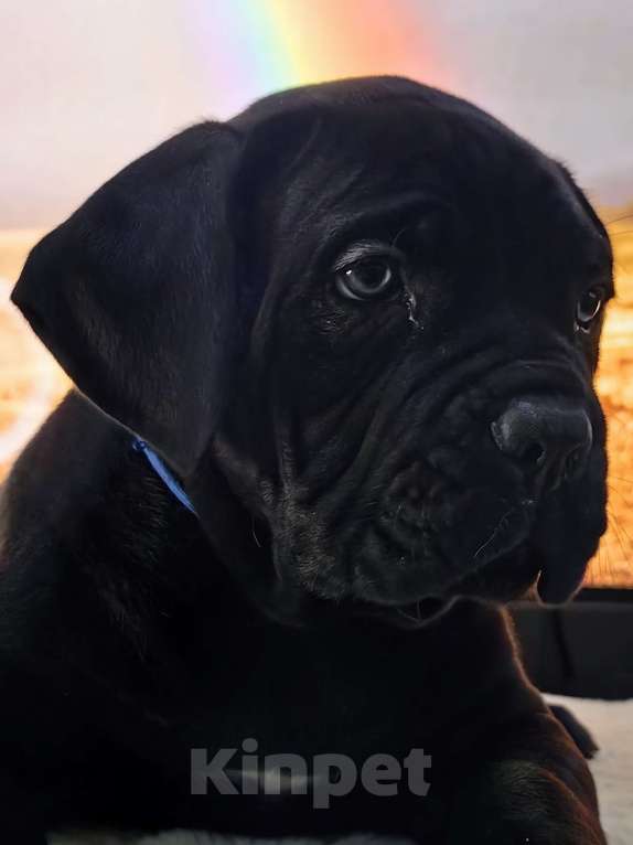 Собаки в других городах Крыма: Щенки Кане Корсо Мальчик, 80 000 руб. - фото 1