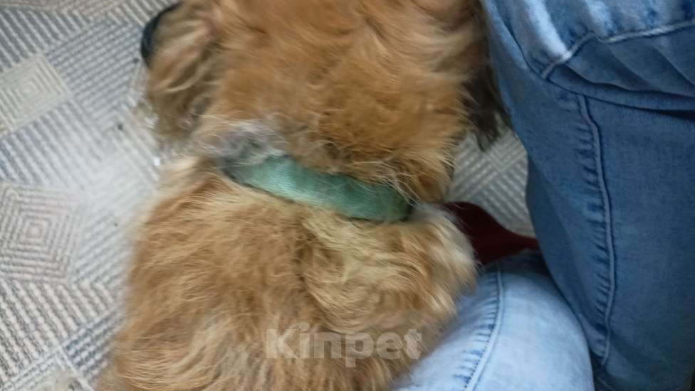 Собаки в Прокопьевске: Хозяин нашелся Мальчик, Бесплатно - фото 3