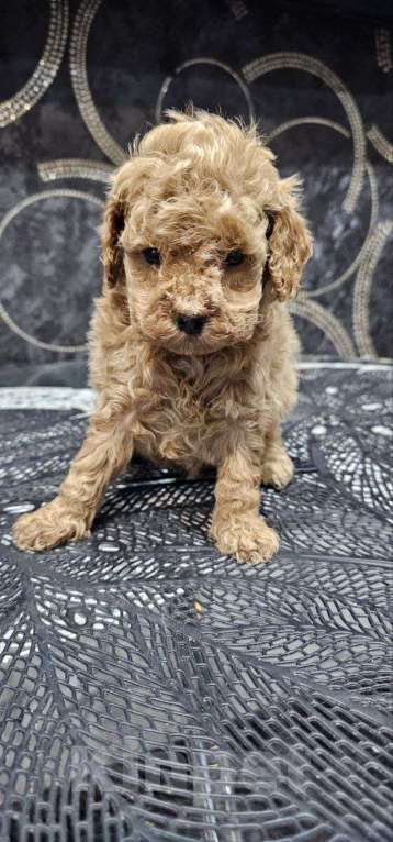 Собаки в Перми: Щенки Той Пуделя!! Мальчик, 85 000 руб. - фото 4