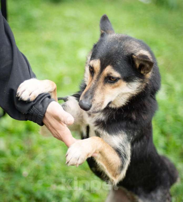Собаки в Москве: За таких переживаешь больше всего Девочка, Бесплатно - фото 2
