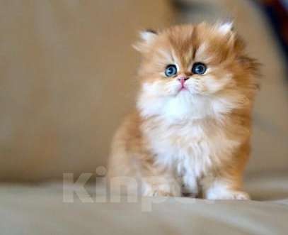 Кошки в Москве: Британский котенок Девочка, 35 000 руб. - фото 2