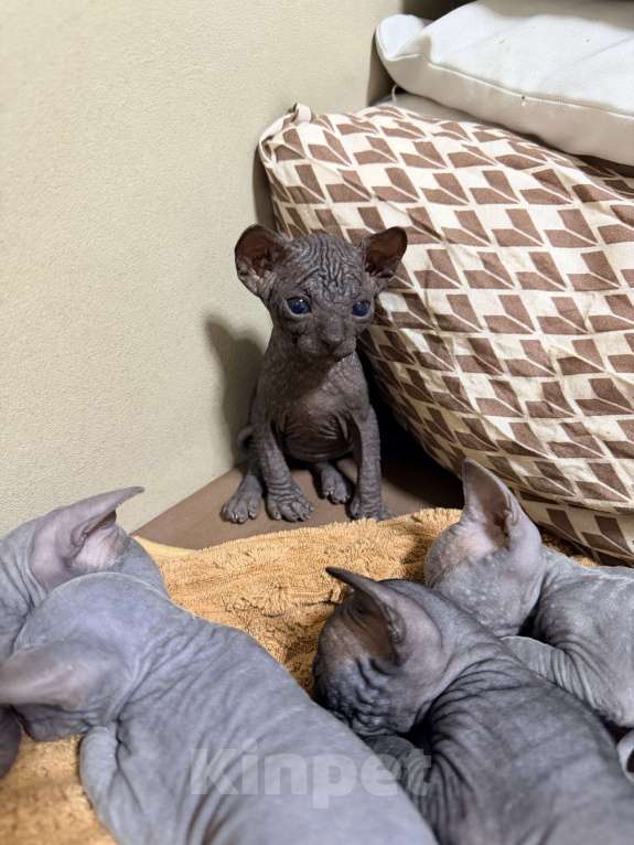 Кошки в Барнауле: Канадский сфинкс Мальчик, 10 000 руб. - фото 2