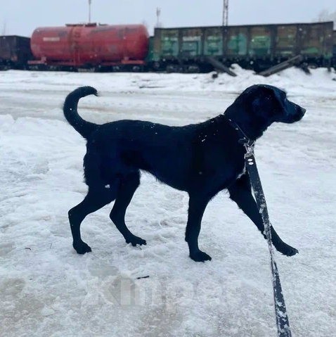 Собаки в Москве: Мира Девочка, Бесплатно - фото 4