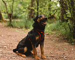 Собаки в Москве: Метис ягдтерьера в добрые руки Мальчик, Бесплатно - фото 4