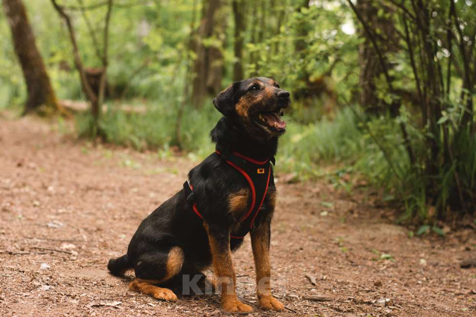 Собаки в Москве: Метис ягдтерьера в добрые руки Мальчик, Бесплатно - фото 4