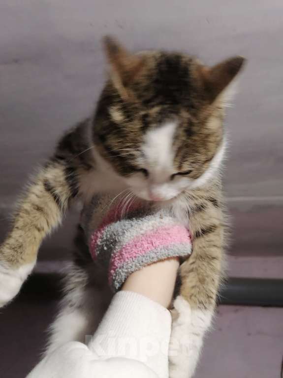 Кошки в Омске: Котенок в добрые руки  Девочка, 1 руб. - фото 1