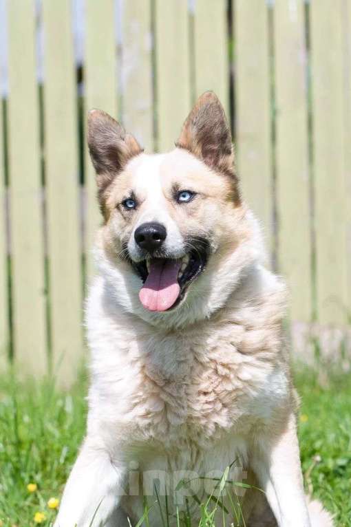 Собаки в Москве: Алмаз Мальчик, Бесплатно - фото 4