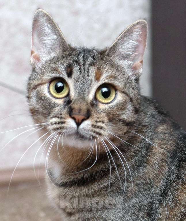 Кошки в Москве: Ручная и ласковая кошечка Джули в дар Девочка, 1 руб. - фото 1