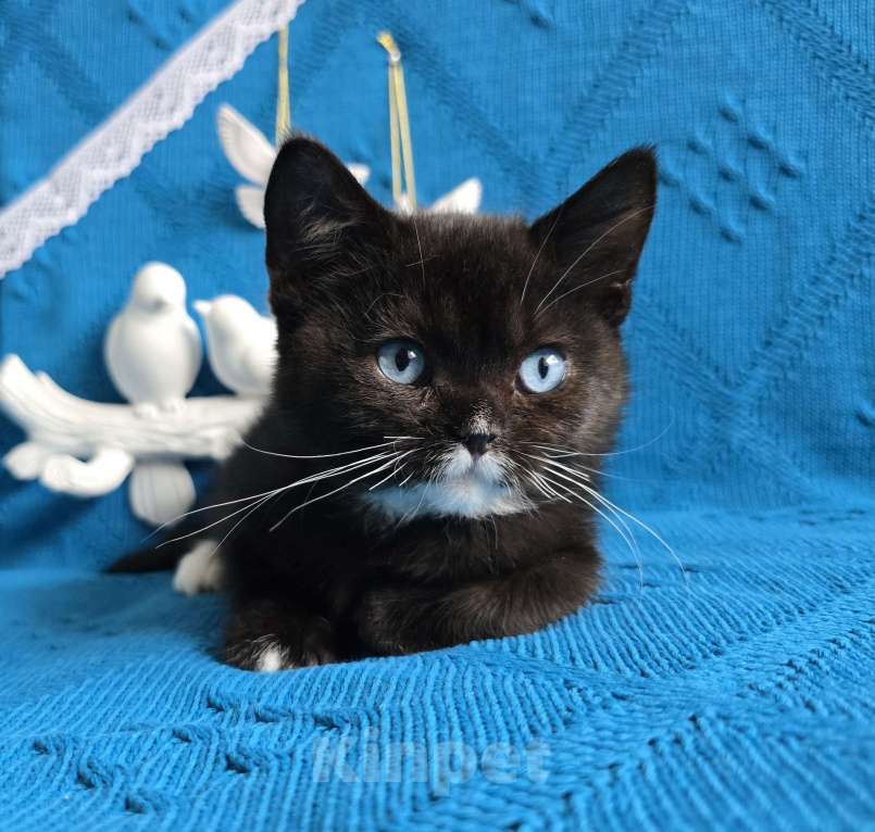 Кошки в Хабаровске: Британский мальчик дгг  Мальчик, 50 000 руб. - фото 3