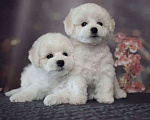 Собаки в Москве: Малыши Бишон фризе Мальчик, 85 000 руб. - фото 1