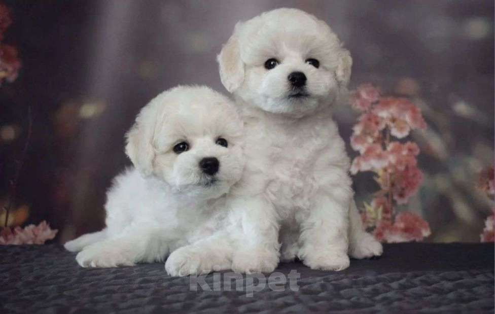 Собаки в Москве: Малыши Бишон фризе Мальчик, 85 000 руб. - фото 1