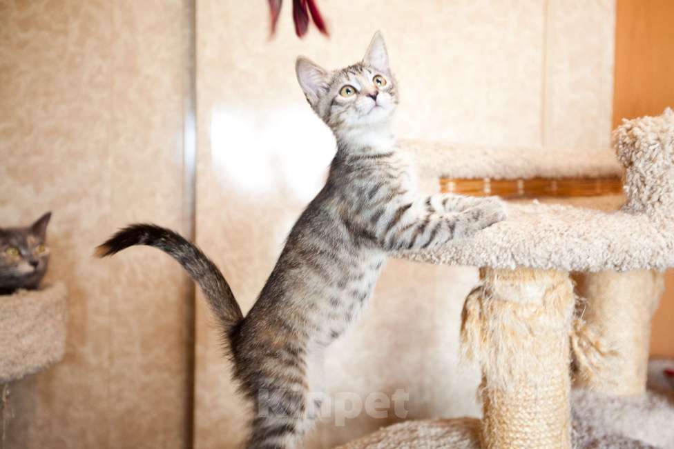 Кошки в Москве: Серо-бежевый котёнок в добрые руки  Девочка, Бесплатно - фото 8