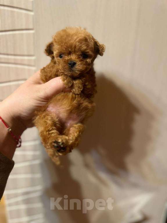 Собаки в Самаре: Кукольные мальтипу Девочка, 70 000 руб. - фото 5