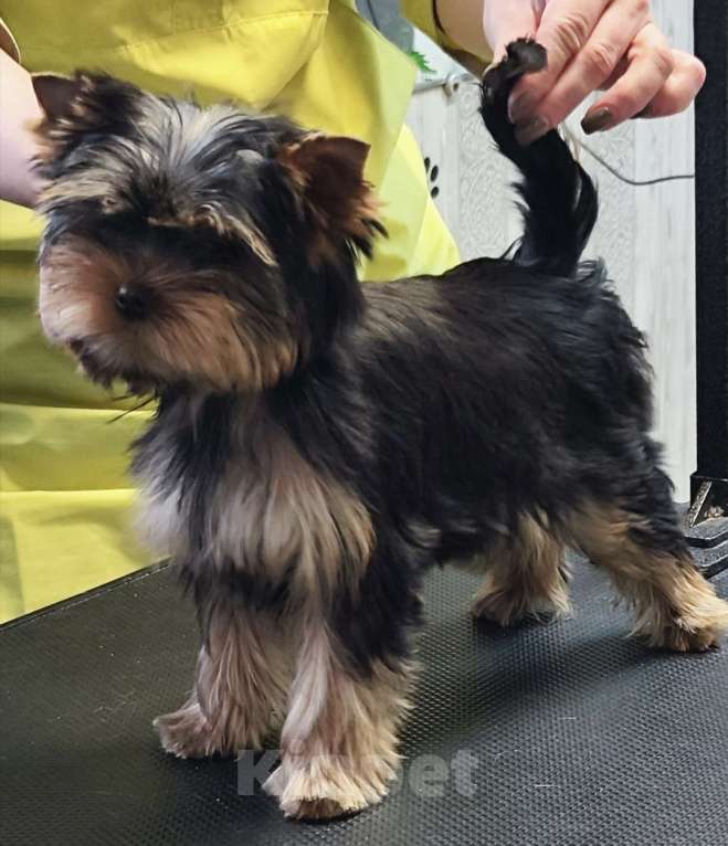 Собаки в Красноярске: Щенки Йоркширского терьера Мальчик, 30 руб. - фото 4