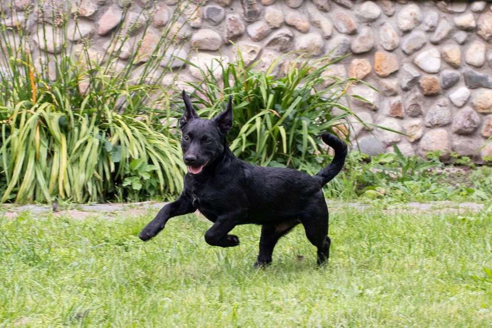Собаки в других городах Московской области: Щенок в добрые руки Мальчик, Бесплатно - фото 6