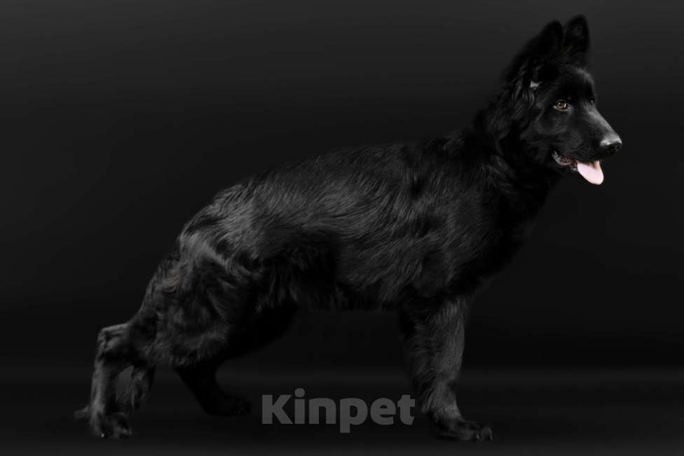 Собаки в Сергиеве Посаде: Девочка немка Девочка, Бесплатно - фото 2