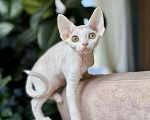 Кошки в Москве: Девочка белая Девон Рекс Roxy Девочка, 60 000 руб. - фото 5