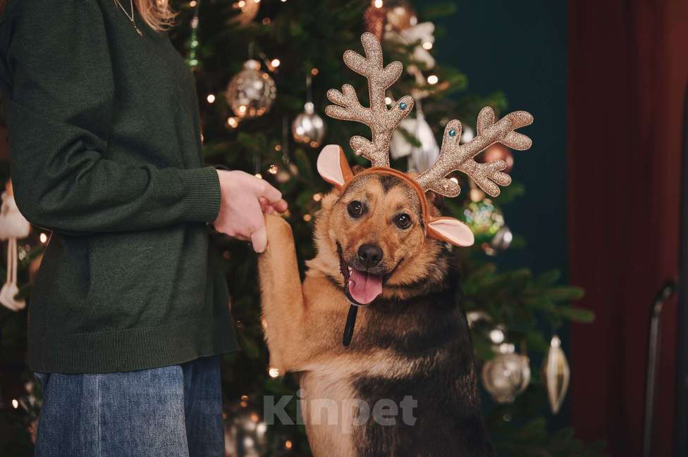 Собаки в Москве: Липка верит в чудо и ищет тех, кому сможет отдавать свою безграничную любовь! Девочка, Бесплатно - фото 5