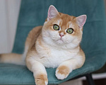 Кошки в Владивостоке: Британский котёнок редкого окраса Девочка, 100 000 руб. - фото 2